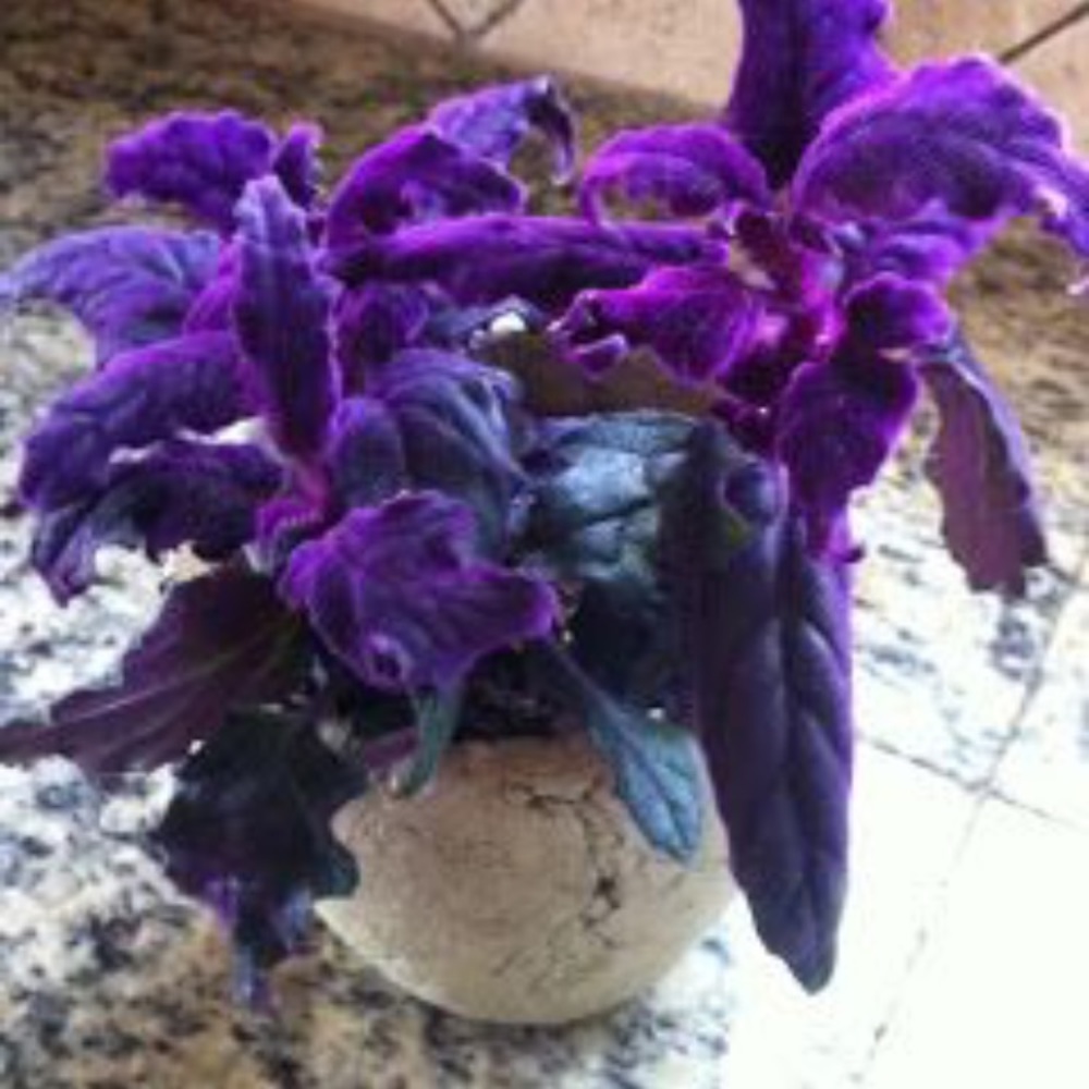 Rare houseplant purple passion plants plant rare 1 rooted plant